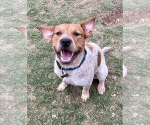 Mutt Dogs for adoption in San Angelo, TX, USA