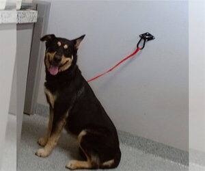 Labsky Dogs for adoption in Pasadena, TX, USA