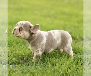 French Bulldog Puppy for sale in RONKS, PA, USA