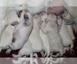 Small Photo #4 English Cream Golden Retriever Puppy For Sale in RINGGOLD, GA, USA