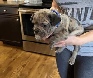 French Bulldog Puppy for sale in COLORADO SPRINGS, CO, USA