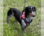 Small #1 Dachshund