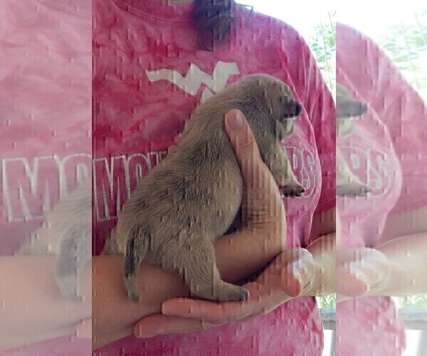 Medium Photo #34 French Bullhuahua Puppy For Sale in SPRAGGS, PA, USA