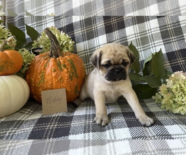 Medium Photo #5 Puggle Puppy For Sale in ELKTON, VA, USA