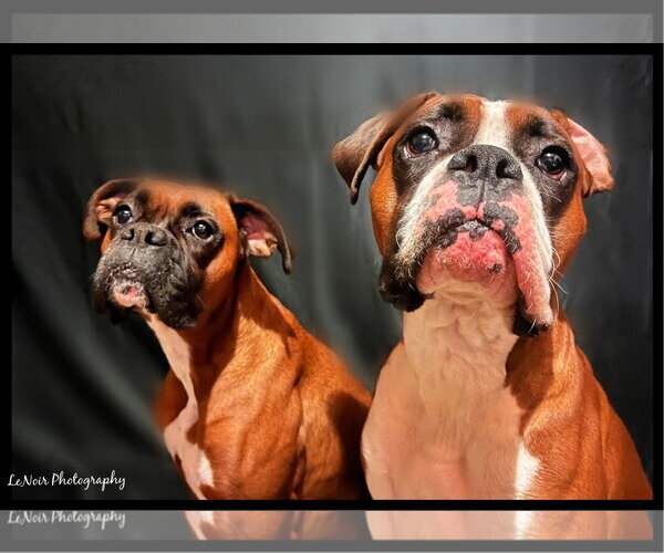 Medium Photo #4 Boxer Puppy For Sale in Woodbury, MN, USA