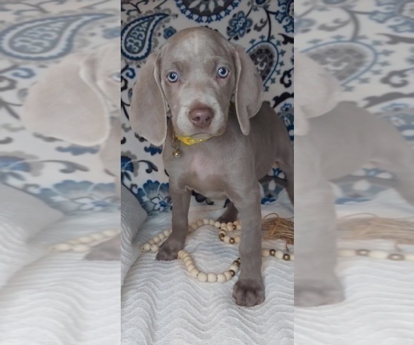Medium Photo #5 Weimaraner Puppy For Sale in LEWISBURG, KY, USA
