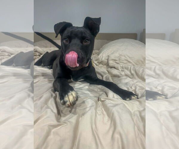 Medium Photo #9 Mutt Puppy For Sale in Sandy, UT, USA