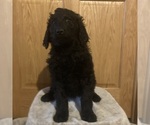 Puppy 9 Goldendoodle