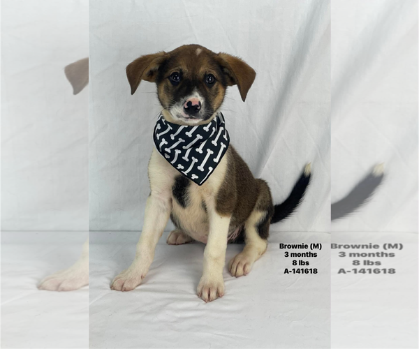Medium Photo #1 Mutt Puppy For Sale in Woodbury, NY, USA