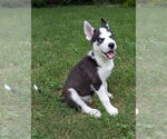 Small #1 Siberian Husky