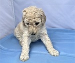 Small Photo #14 Poodle (Standard) Puppy For Sale in PASO ROBLES, CA, USA