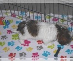 Small Photo #14 Shorkie Tzu Puppy For Sale in ORO VALLEY, AZ, USA