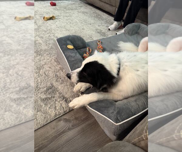 Medium Photo #46 Aussie Pyrenees Puppy For Sale in Houston, TX, USA