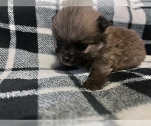 Pomeranian Puppy for sale in MOUNTAIN GRV, MO, USA