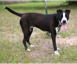 Small #2 Great Dane-Pointer Mix