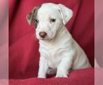 Small #1 Jack Russell Terrier Mix