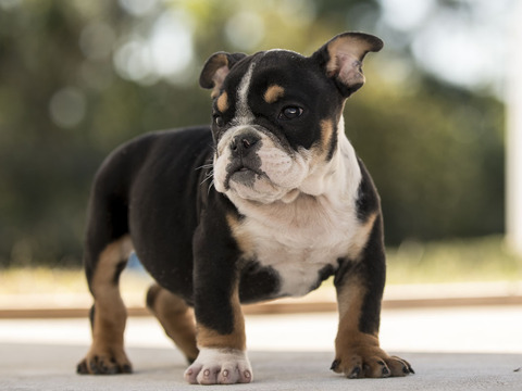 Medium Photo #1 English Bulldogge Puppy For Sale in FORT PIERCE, FL, USA