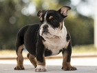 Small Photo #1 English Bulldogge Puppy For Sale in FORT PIERCE, FL, USA