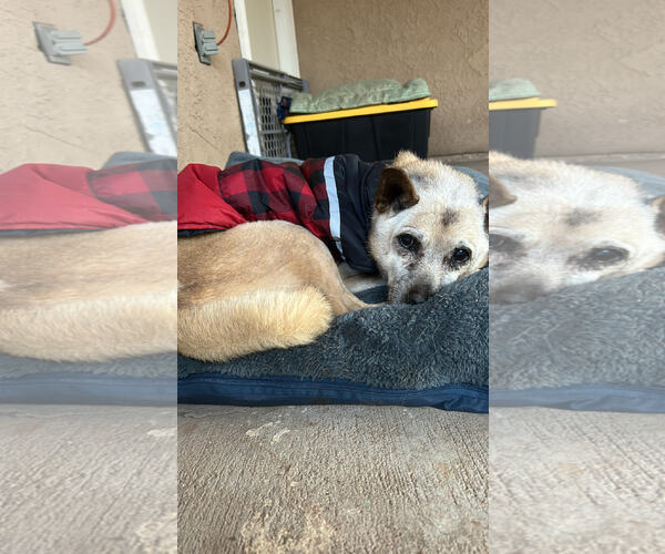 Medium Photo #3 Mutt Puppy For Sale in San Diego, CA, USA