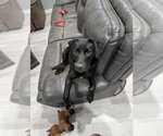 Small #1 Labrador Retriever