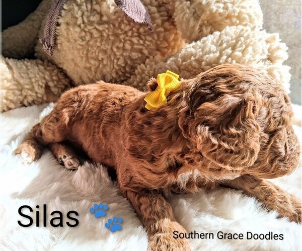 Medium Photo #5 Goldendoodle (Miniature) Puppy For Sale in GASTONIA, NC, USA