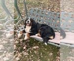Small Photo #1 Bernese Mountain Dog Puppy For Sale in BUHL, ID, USA