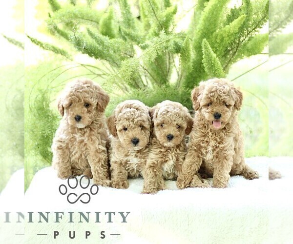 Medium Photo #2 Poodle (Toy) Puppy For Sale in PARADISE, PA, USA