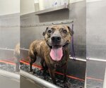 Small American Pit Bull Terrier Mix