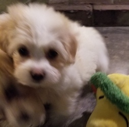Bichpoo-Mal-Shi Mix Puppy for sale in HEMET, CA, USA
