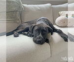 Small #3 Collie-Labrador Retriever Mix
