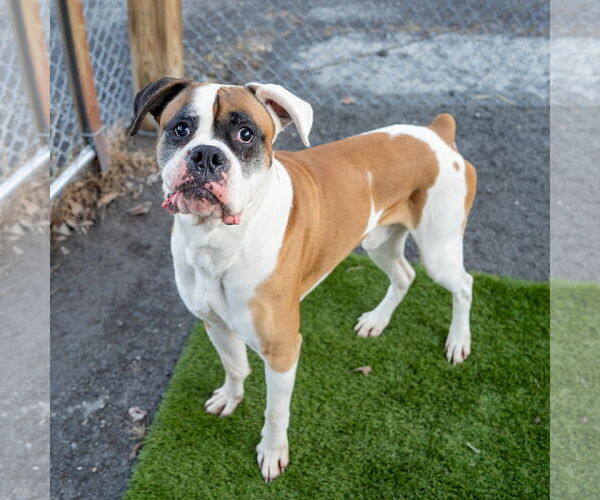 Medium Photo #2 Boxer Puppy For Sale in Dumont, NJ, USA