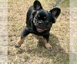 Puppy Puppy 3 French Bulldog