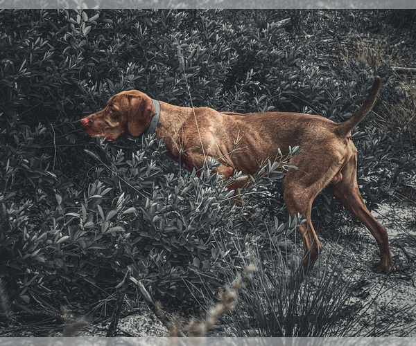 Medium Photo #6 Vizsla Puppy For Sale in SCREVEN, GA, USA