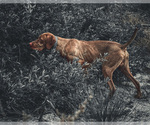 Small #5 Vizsla