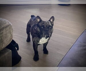 French Bulldog Dogs for adoption in Buffalo, MN, USA