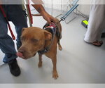 A392168 - Male American Pit Bull Terrier Dog for Adoption - Small photo