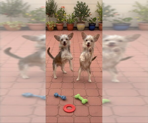 Medium Photo #5 Mutt Puppy For Sale in Weston, FL, USA