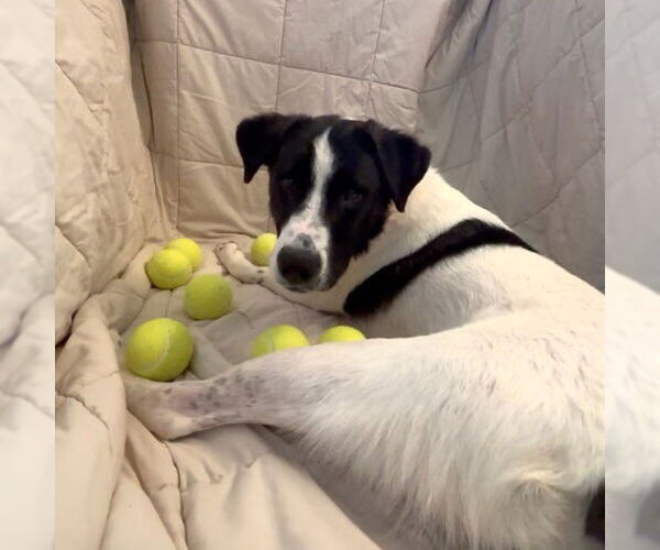 Medium Photo #4 Border Collie-Unknown Mix Puppy For Sale in Oakhurst, NJ, USA