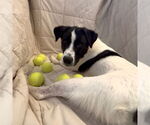 Small #3 Border Collie Mix