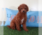 Small #2 Goldendoodle (Miniature)