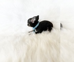 Small #5 Chihuahua