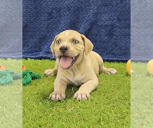 Medium Photo #7 Catahoula Leopard Dog Puppy For Sale in CUMBY, TX, USA