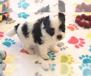 Papitese Puppy for sale in ORO VALLEY, AZ, USA