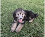 Small #2 Aussiedoodle
