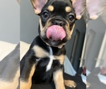 Small Photo #8 French Bulldog Puppy For Sale in WOODBRIDGE, NJ, USA