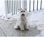 Small #10 Schnauzer (Miniature)