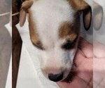 Puppy Puppy 4 Parson Russell Terrier