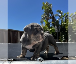 English Bulldog Puppy for sale in SUISUN CITY, CA, USA