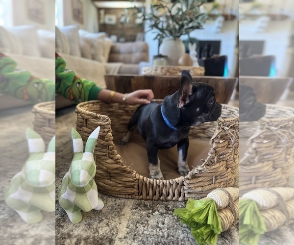 Medium Photo #27 French Bulldog Puppy For Sale in BONNEAU, SC, USA