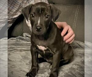 American Staffordshire Terrier-Unknown Mix Dogs for adoption in New Oxford , PA, USA